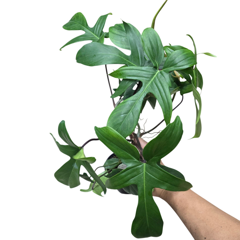 Philodendron 'Florida Beauty' - 4" (rescue)