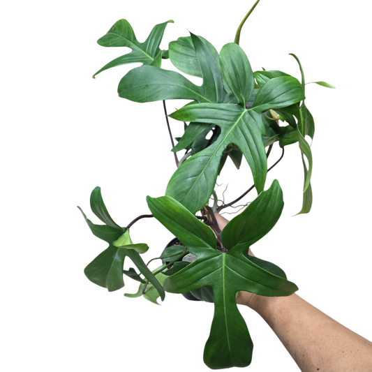 Philodendron 'Florida  Beauty' - 4" (rescue)