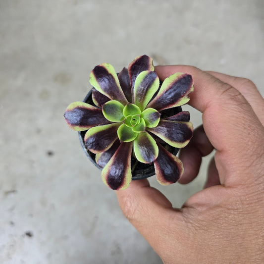Aeonium assorted - 2"