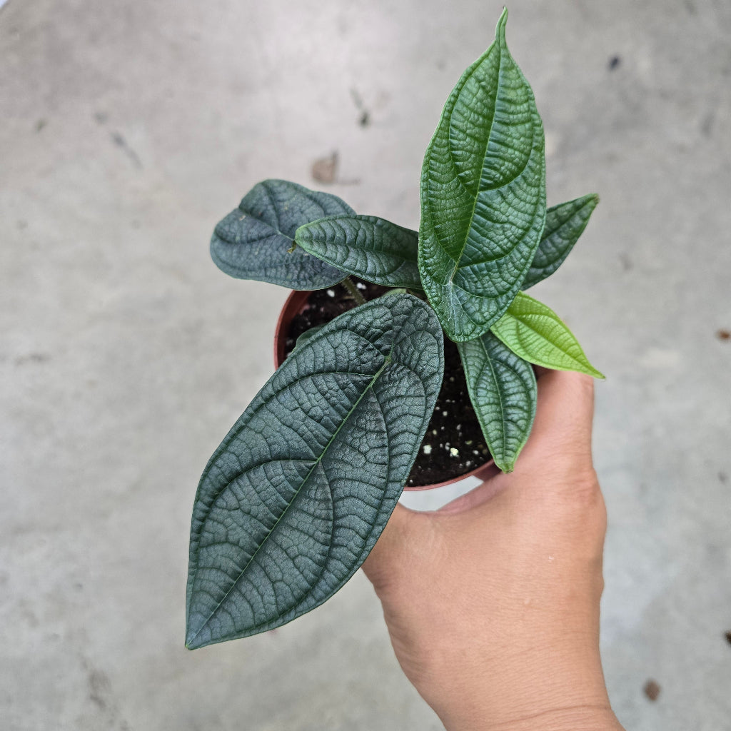 Piper parmatum - 4"
