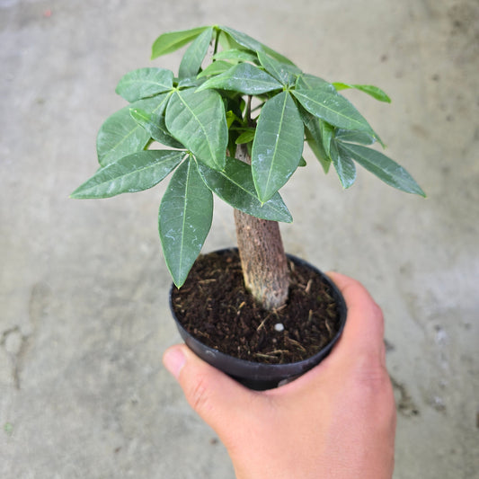 Pachira aquatica - 4" stump