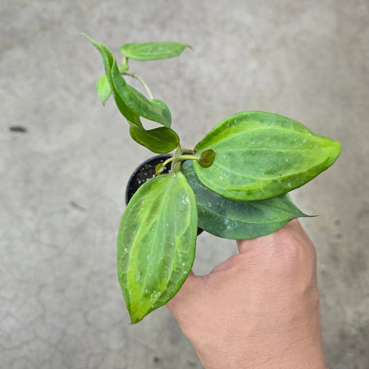 Hoya latifolia 'Baibua' - 2"