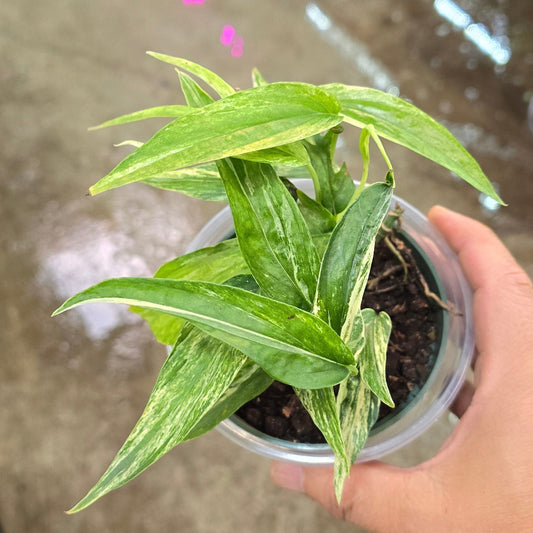 Amydrium zippelianum variegated - 4"