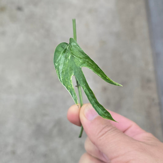 Amydrium zippelianum variegated - node cutting