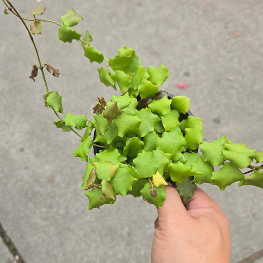 Hoya endauensis - 4"