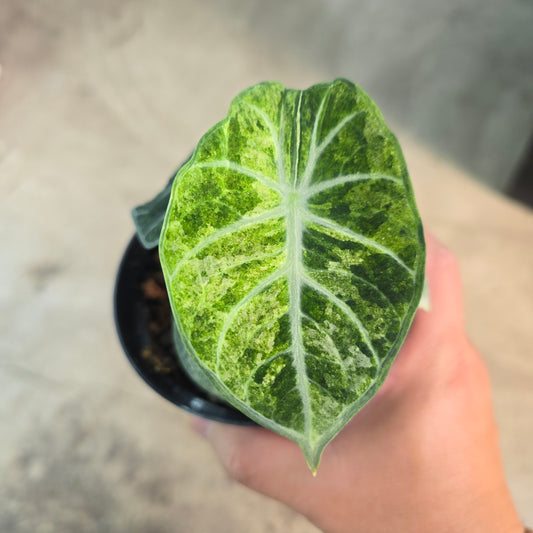 Alocasia 'Ninja' variegated - 4"