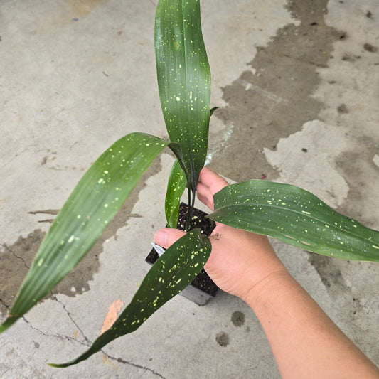 Aspidistra elatior 'Milky Way"- 4.5"