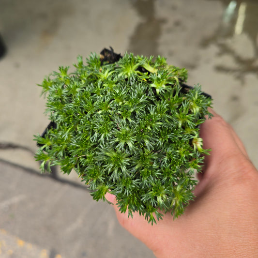 Azorella trifurcata 'Nana' - 3.5"