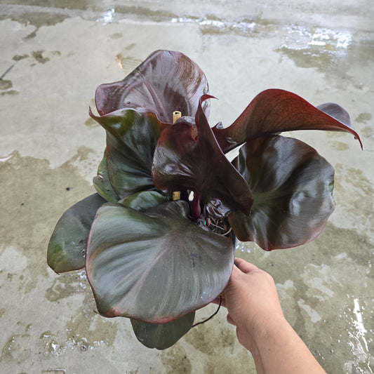 Philodendron 'Red Heart' - 6"