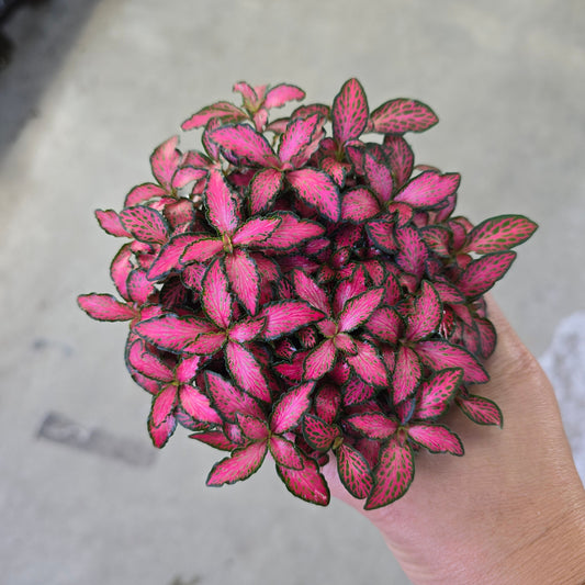 Fittonia albivenis 'Pink Forest Flame'	- 4"