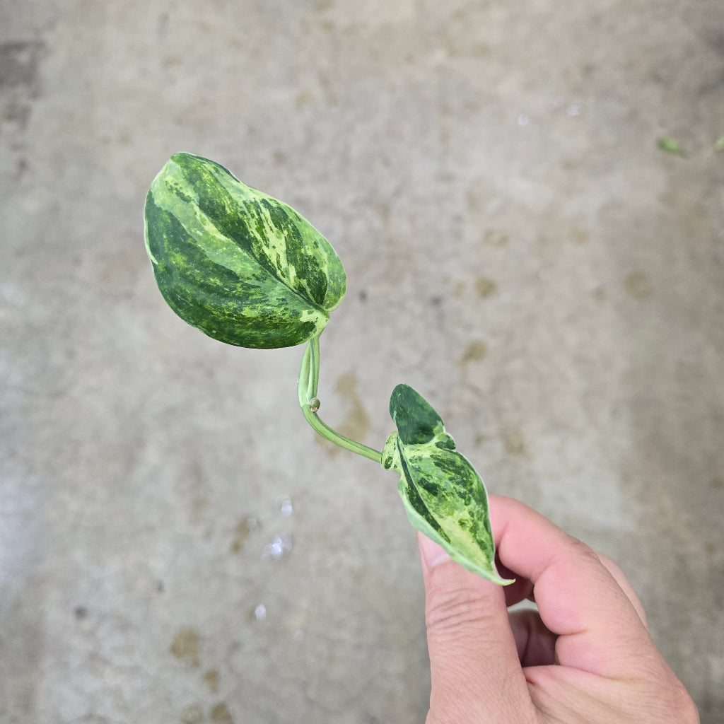 Scindapsus 'Marble Queen' - cutting