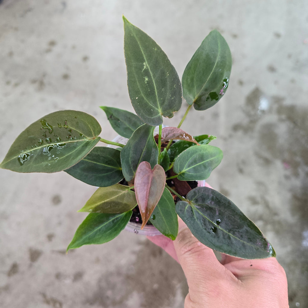 Anthurium dressleri X HU - 2"