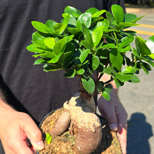 Ficus retusa - 9"