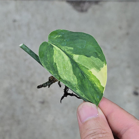 Scindapsus Variegated Assorted - 5+ nodes
