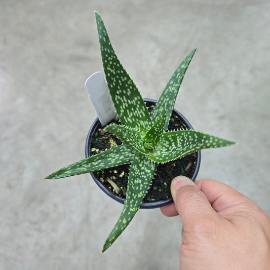 Aloe vera 'Medivera' - 4"