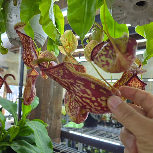 Nepenthes 'Gaya' - 6"