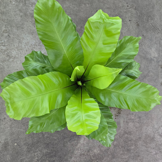 Asplenium nidus - 8"