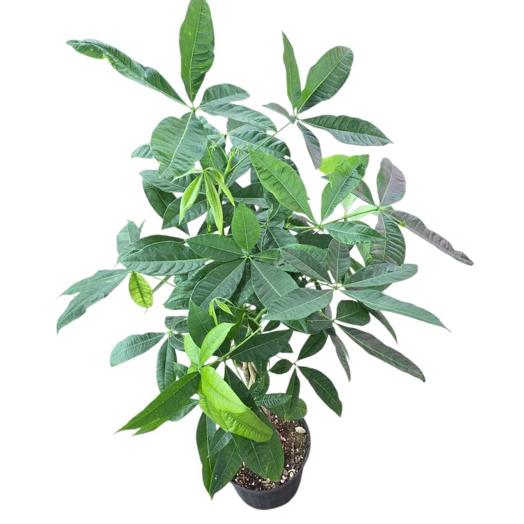 Pachira aquatica - 8"