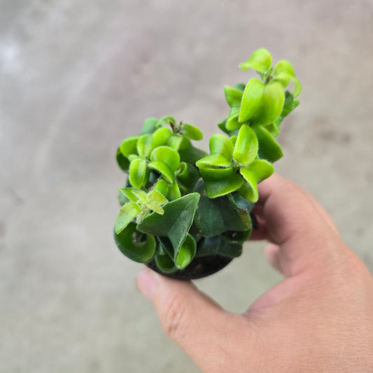 Aeschynanthus rad. 'Rasta' - 2"