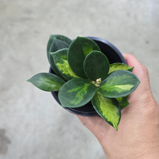 Hoya Assorted - 4" (rescue)
