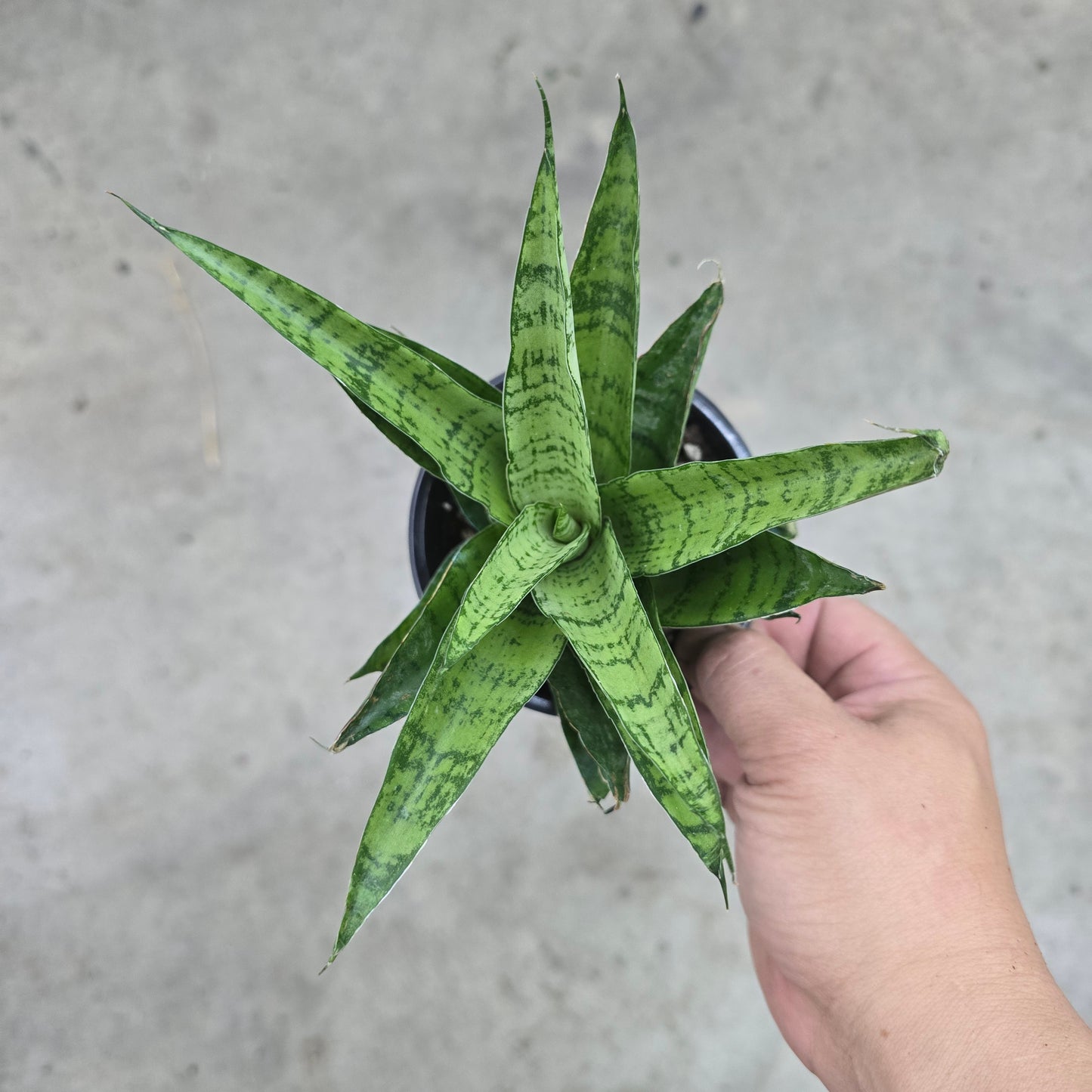 Sansevieria 'Crown' - 4"