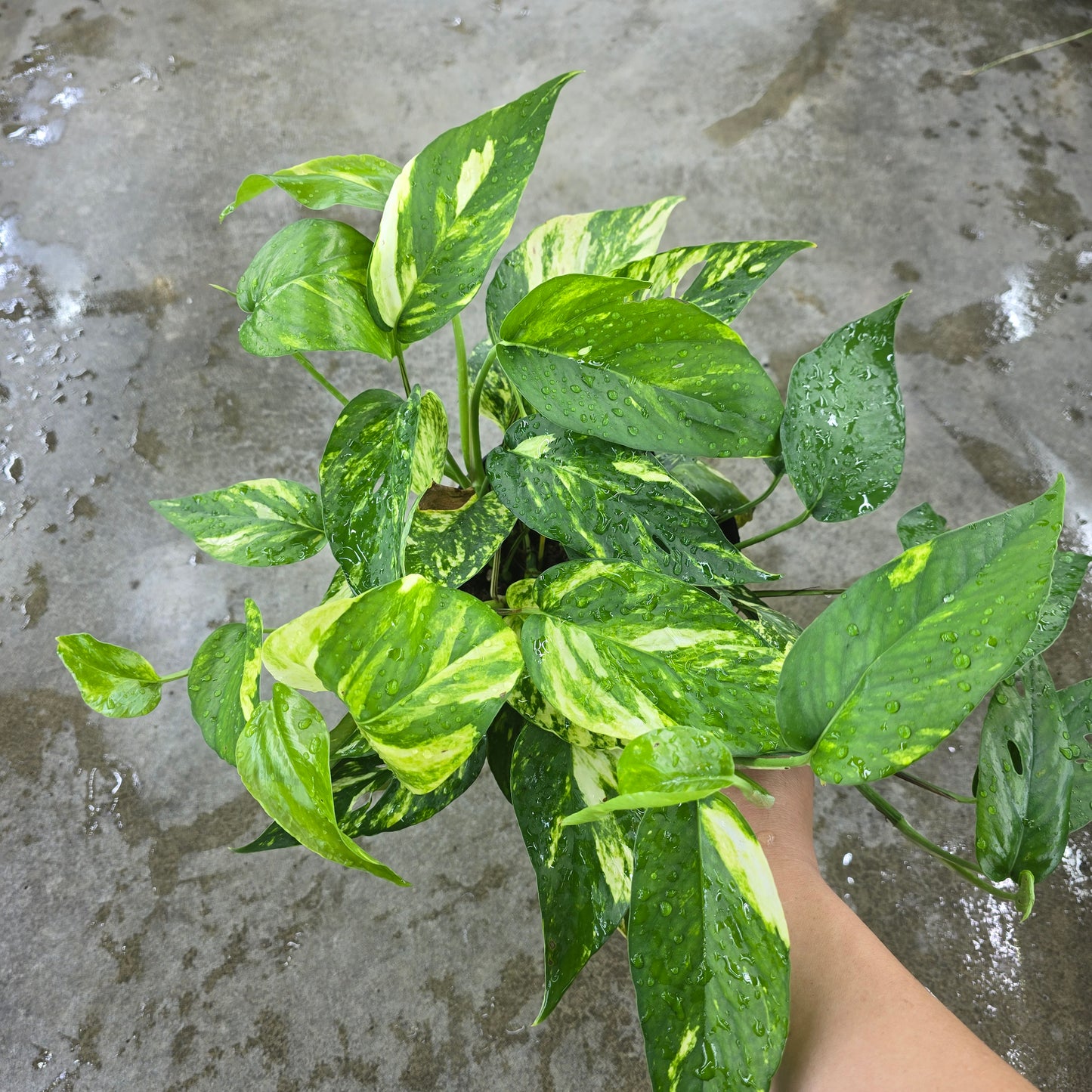 Epipremnum pinnatum 'Yellow Flame' - 6"