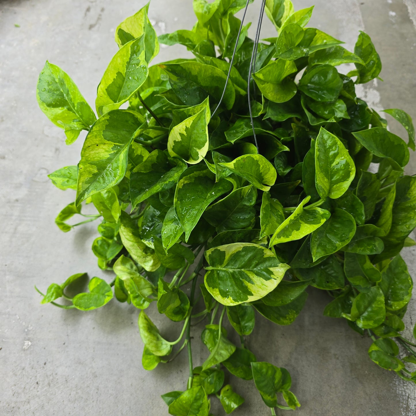 Epipremnum 'Monet Sol' - 6" HB