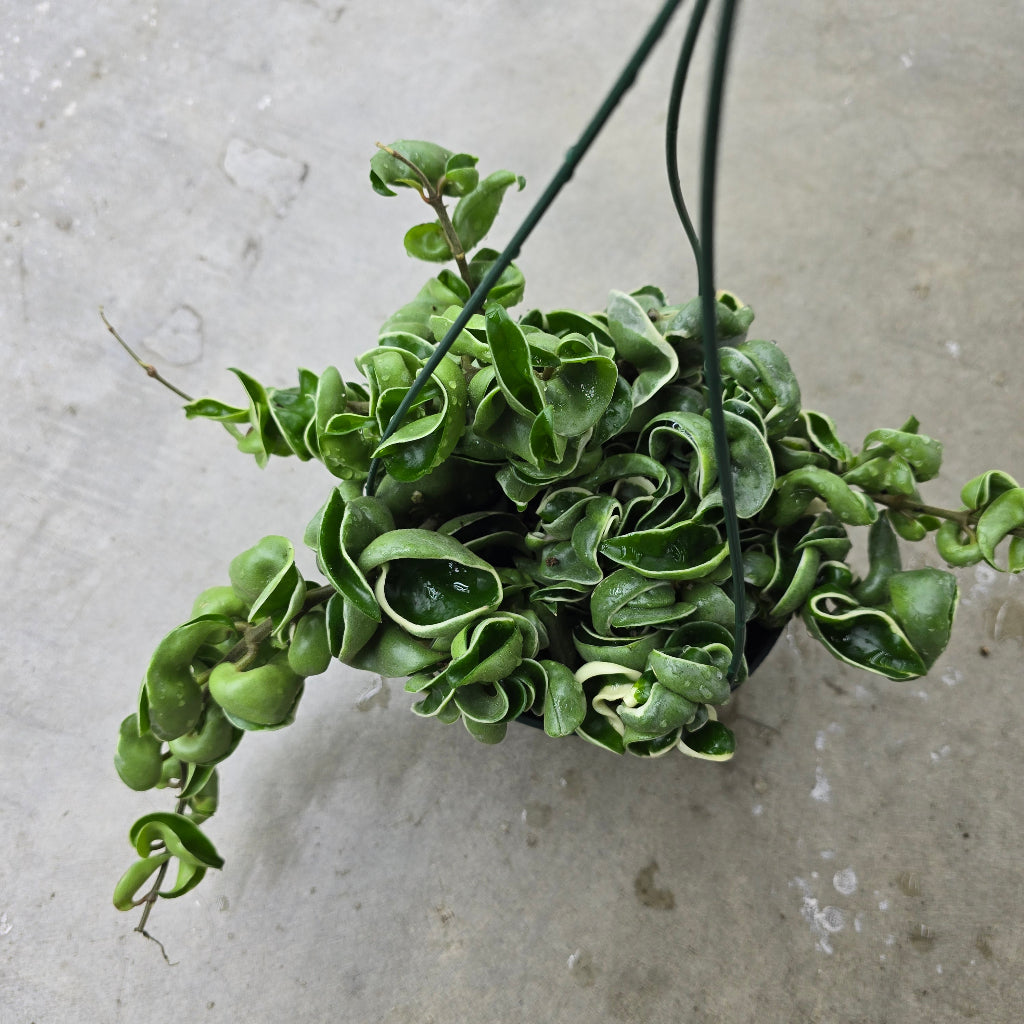 Hoya carnosa 'Compacta Variegata' - HB