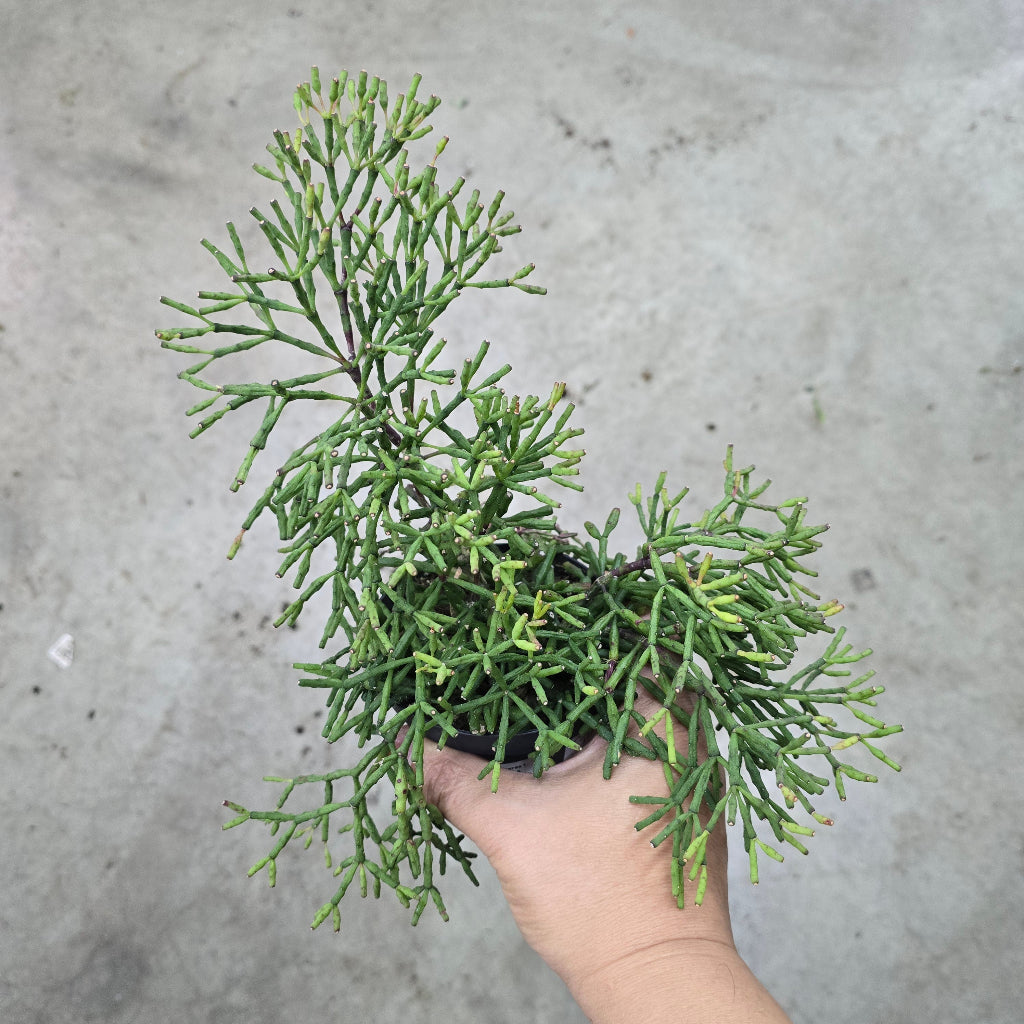 Mistletoe Cactus - 4"