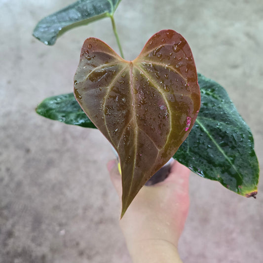 Anthurium Velvet Moira X  - 3"