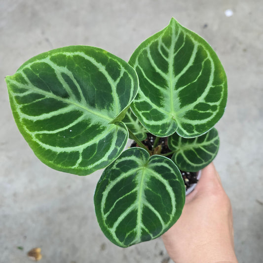 Anthurium dorayaki - 3"