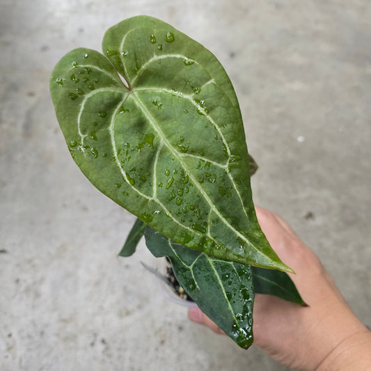 Anthurium clarinervium x  'Bintang Kejora' - 3"