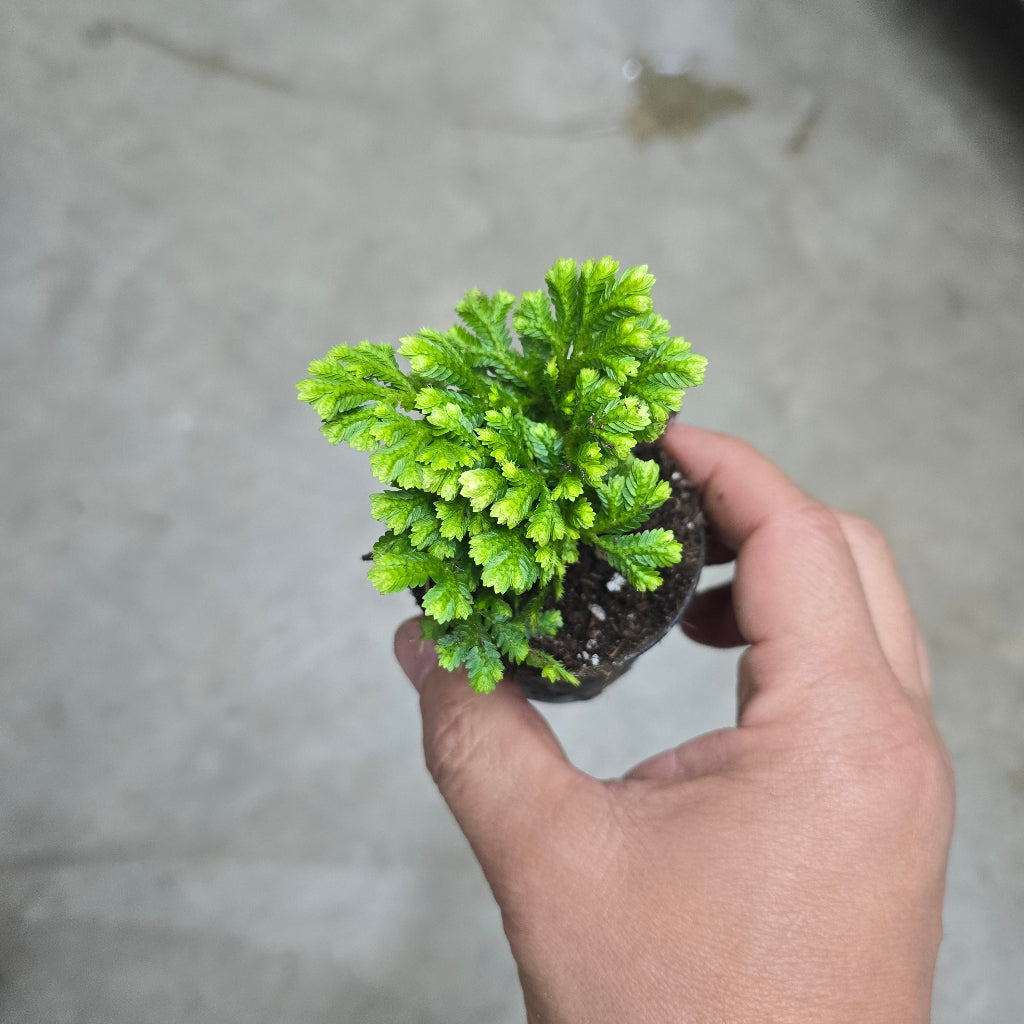 Selaginella tamariscina white tips - 2"