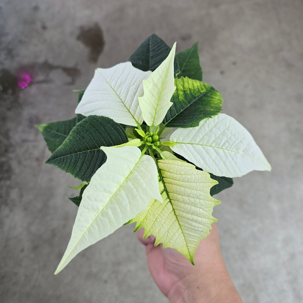 Poinsettia - 2" (white)