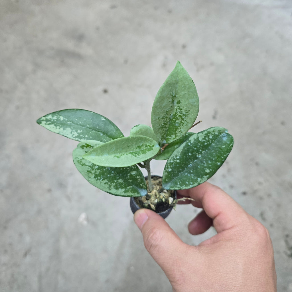 Hoya AH 074 Silver - 2"