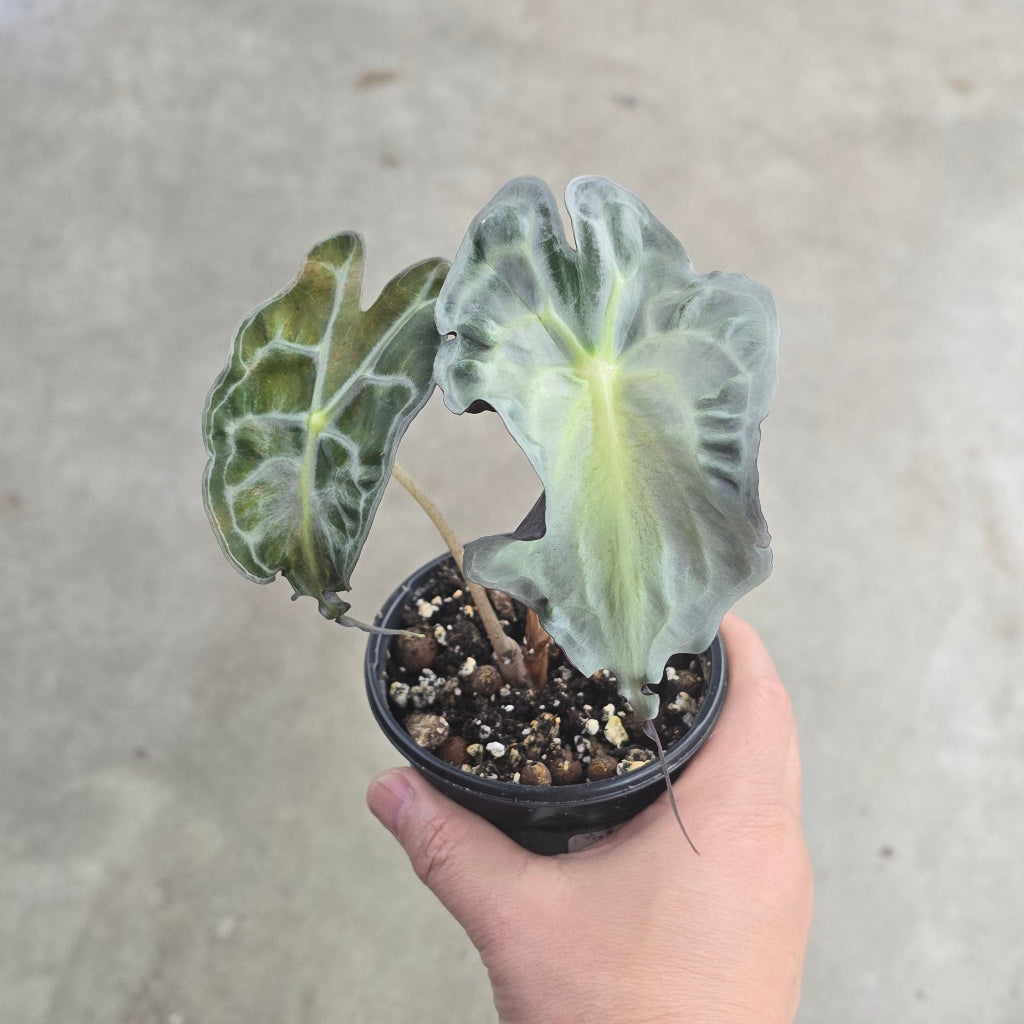Alocasia 'Venom' - 4"
