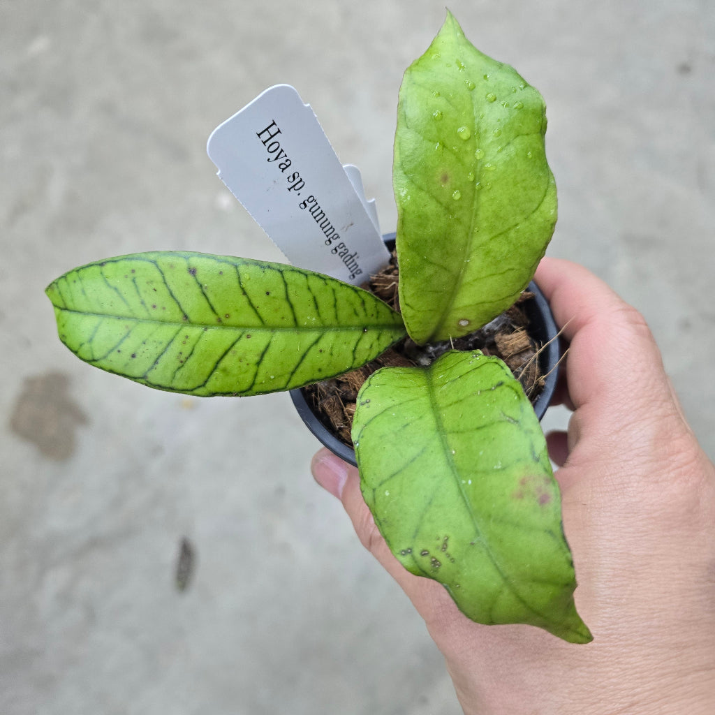 Hoya sp. Gunung Gading - 3"