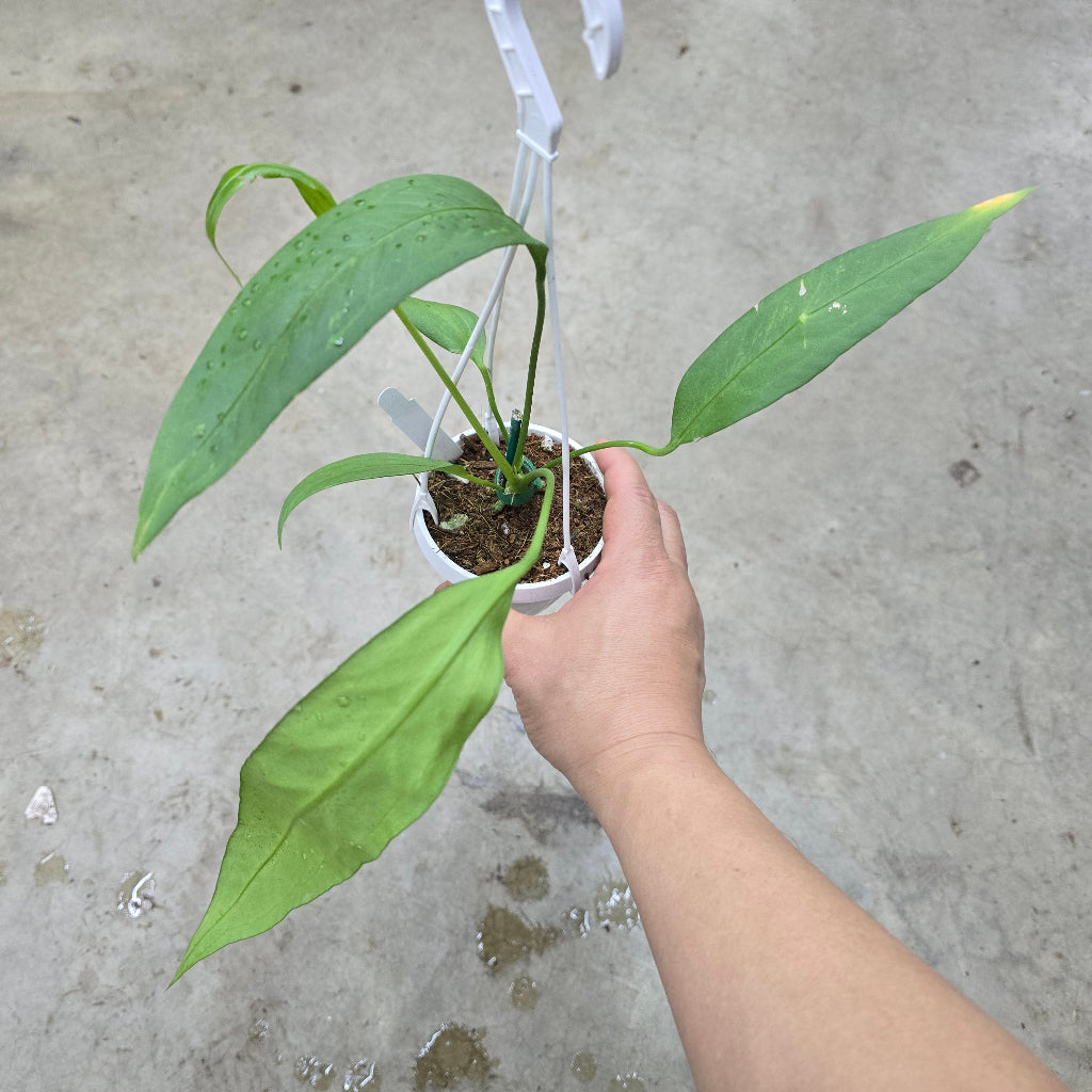 Anthurium vittarifolium - 3"