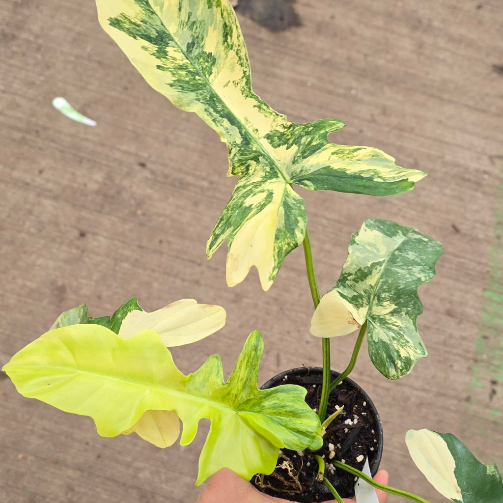 Philodendron 'Florida Beauty Variegata' x mayoi - 4"