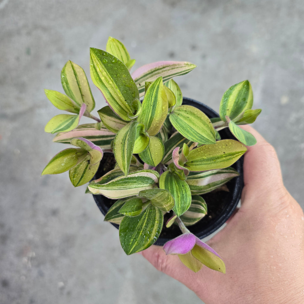 Tradescantia bunny bellies variegated - 4"