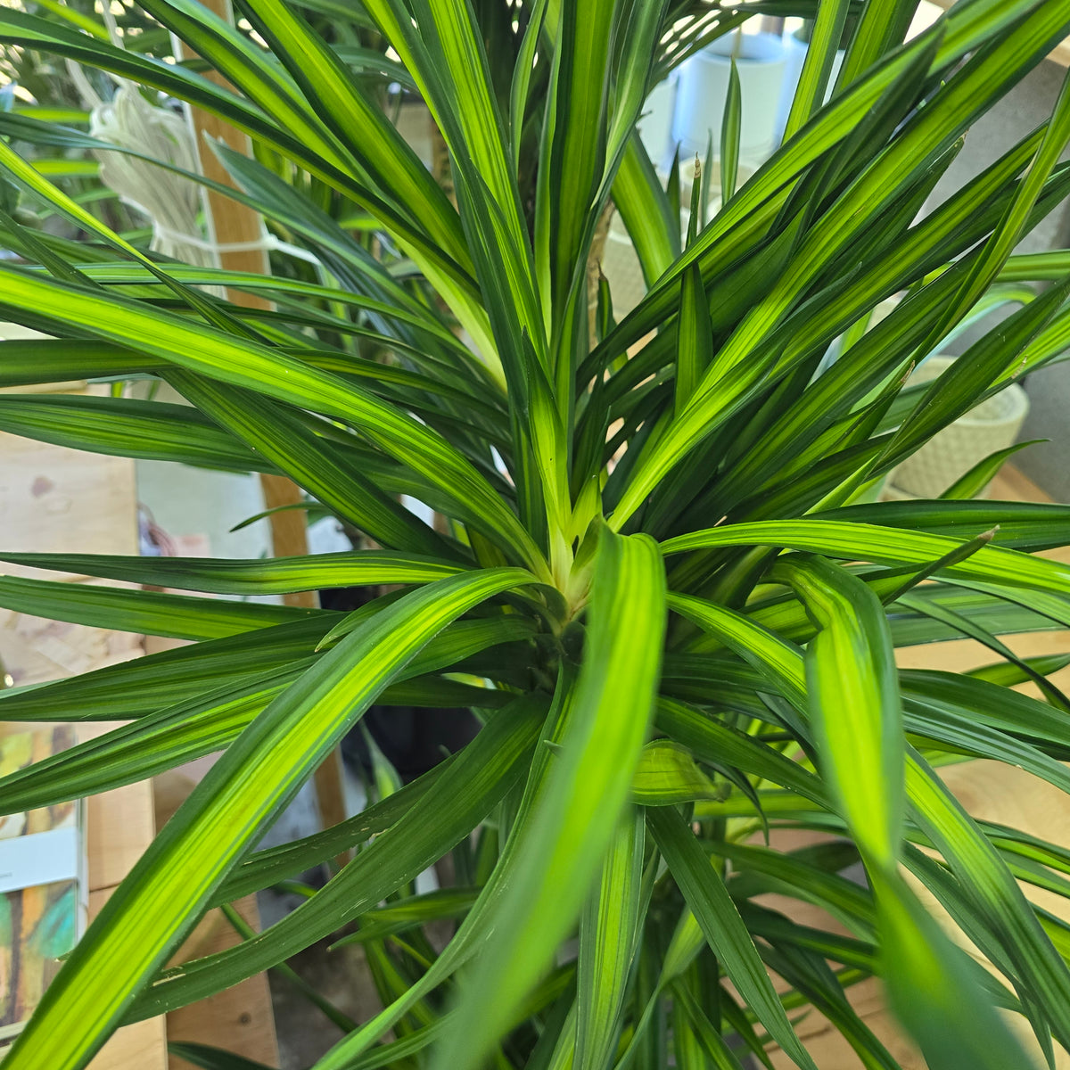 Dracaena frag. 'Randy' - c/b cane - 9"
