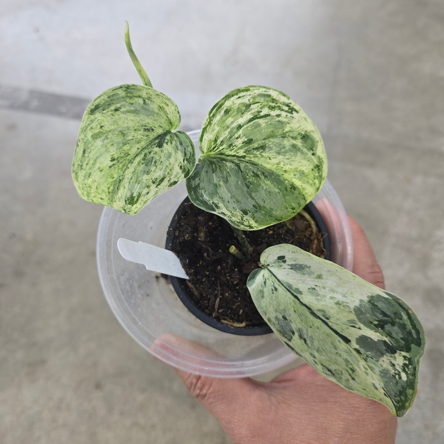 Scindapsus pictus 'Peasun' - 3"