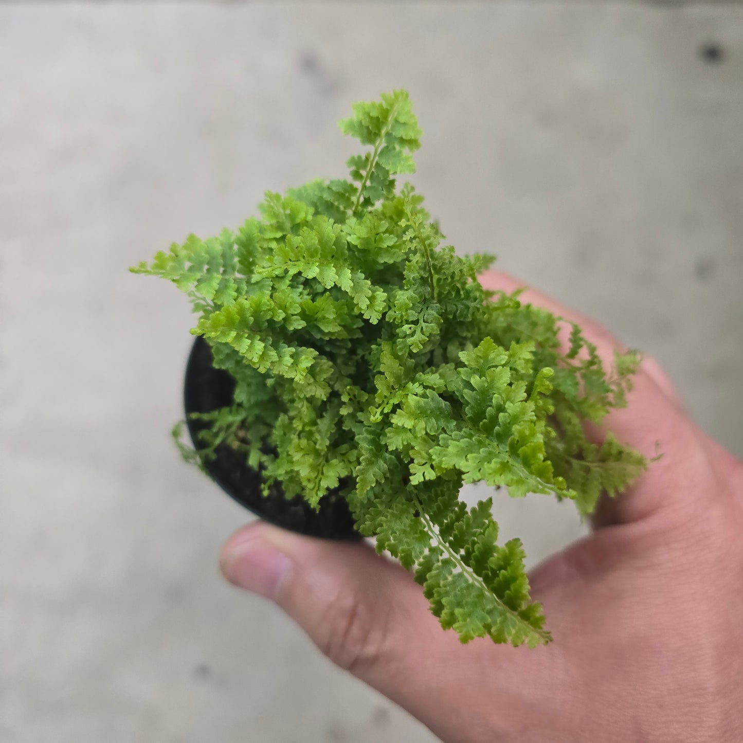Nephrolepis ex. 'Cotton Candy' - 2.5"