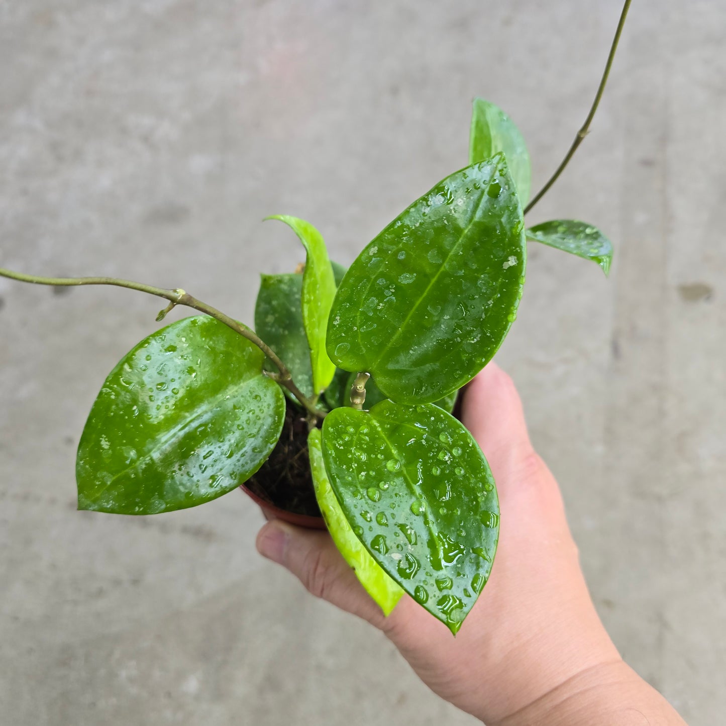 Hoya parasitica 'Splash' - 4"