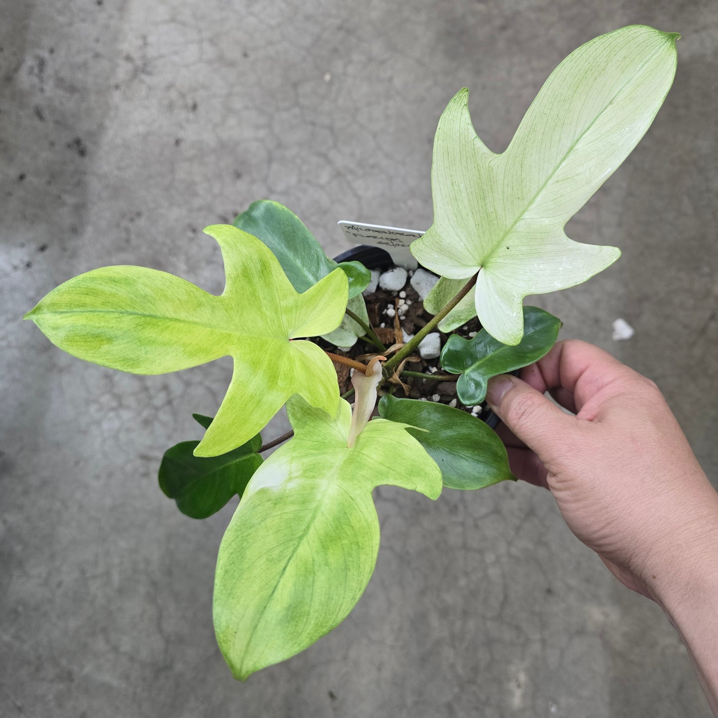 Philodendron florida ghost mint - 5"