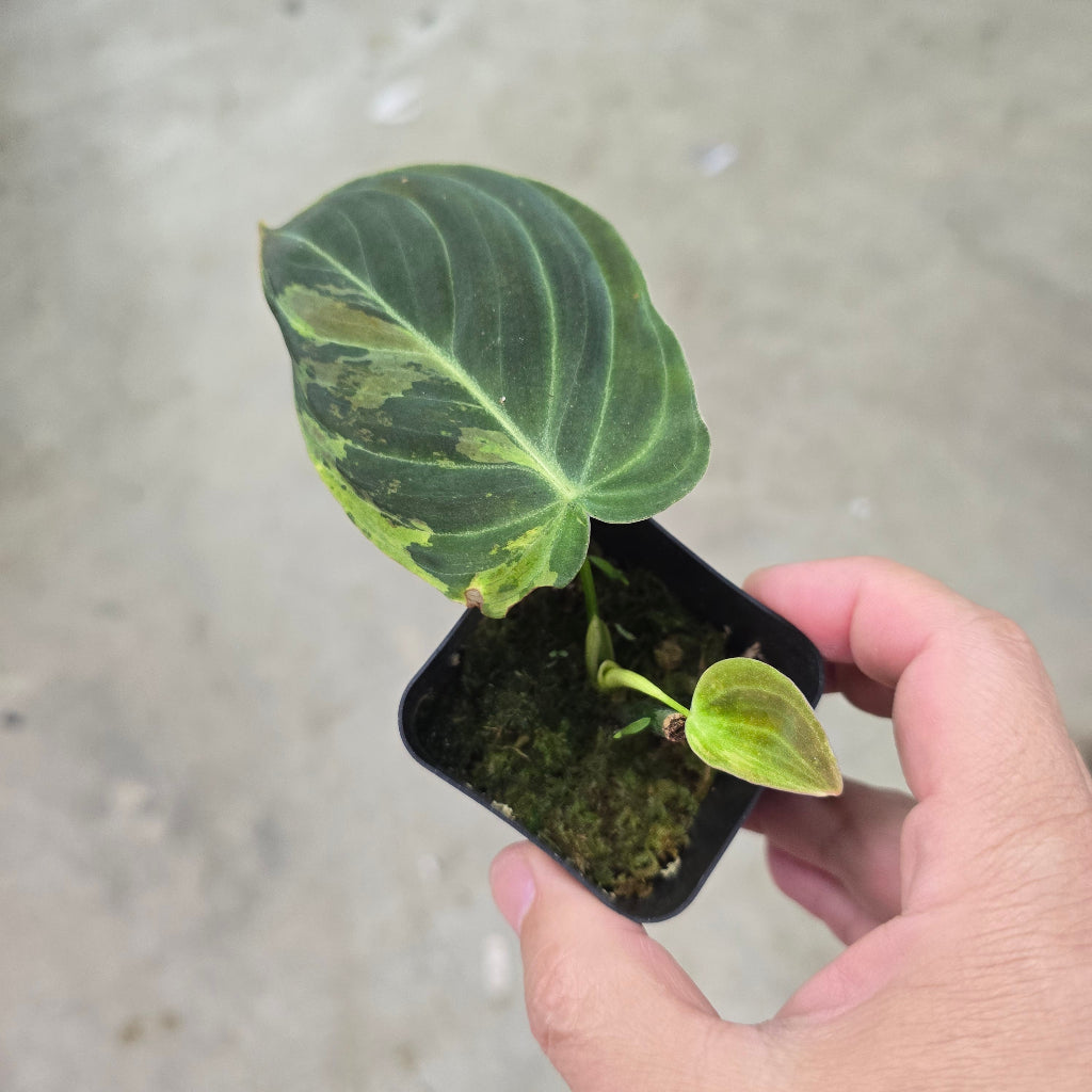 Philodendron melanochrysum 'Variegata' - 2"