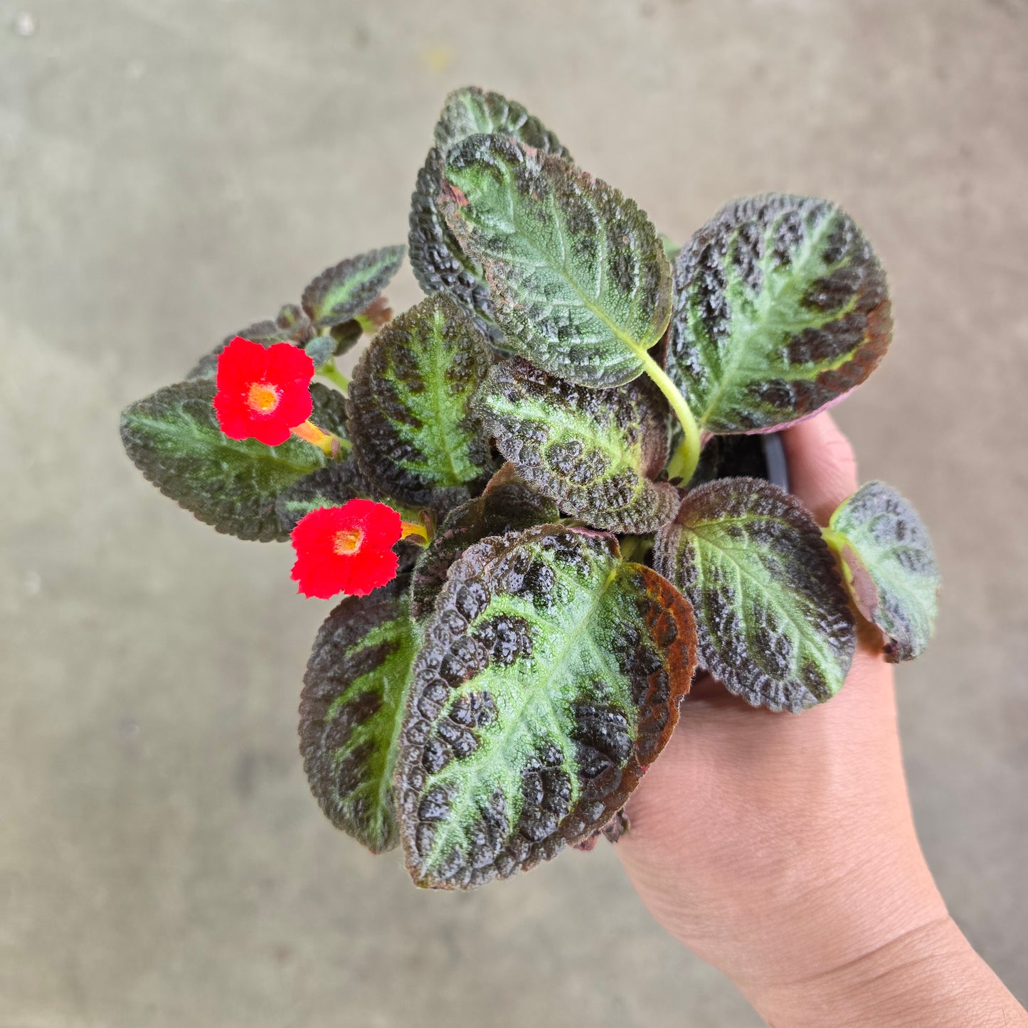 Episcia 'Lavinia' - 4"
