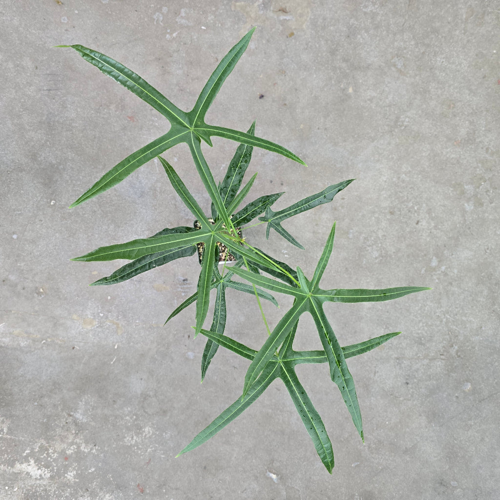 Brachychiton rupestris hybrid - 6"