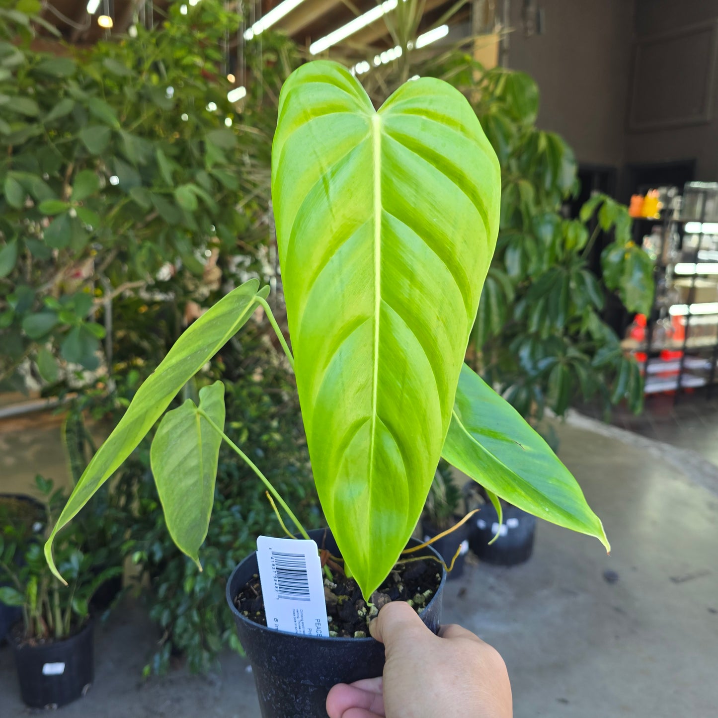 Philodendron patriciae - 4"