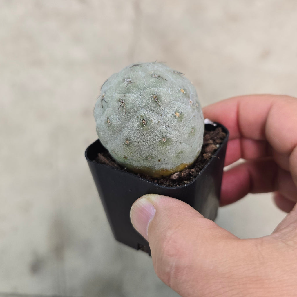 Tephrocactus geometricus - 2"
